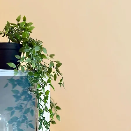 Thermae Loft Апартаменты Варна